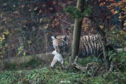 zoo-wuppertal-tschuna-daseep-01-036