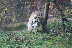 zoo-wuppertal-tschuna-daseep-01-037