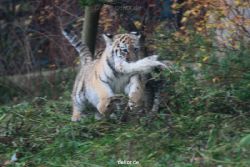zoo-wuppertal-tschuna-daseep-01-038