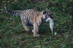zoo-wuppertal-tschuna-daseep-01-040