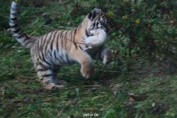 zoo-wuppertal-tschuna-daseep-01-041