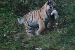 zoo-wuppertal-tschuna-daseep-01-042