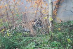 zoo-wuppertal-tschuna-daseep-01-044