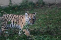 zoo-wuppertal-tschuna-daseep-01-045