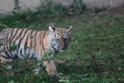 zoo-wuppertal-tschuna-daseep-01-046