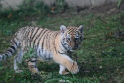 zoo-wuppertal-tschuna-daseep-01-047