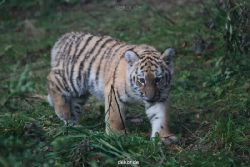 zoo-wuppertal-tschuna-daseep-01-048