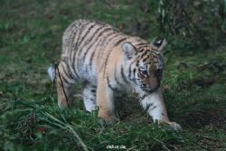 zoo-wuppertal-tschuna-daseep-01-049