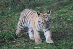 zoo-wuppertal-tschuna-daseep-01-050