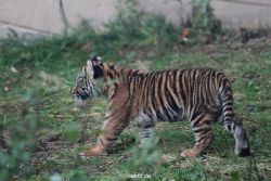 zoo-wuppertal-tschuna-daseep-01-051