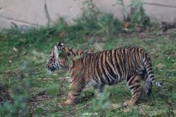 zoo-wuppertal-tschuna-daseep-01-052