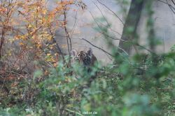 zoo-wuppertal-tschuna-daseep-01-053