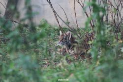 zoo-wuppertal-tschuna-daseep-01-054