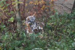 zoo-wuppertal-tschuna-daseep-01-055