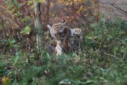 zoo-wuppertal-tschuna-daseep-01-056