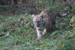 zoo-wuppertal-tschuna-daseep-01-057