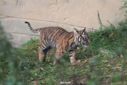 zoo-wuppertal-tschuna-daseep-01-058