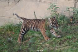 zoo-wuppertal-tschuna-daseep-01-059