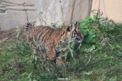zoo-wuppertal-tschuna-daseep-01-060