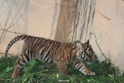 zoo-wuppertal-tschuna-daseep-01-061