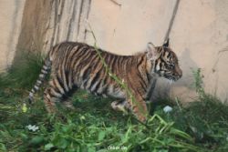 zoo-wuppertal-tschuna-daseep-01-062