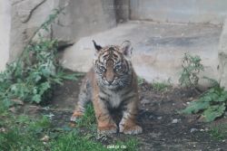 zoo-wuppertal-tschuna-daseep-01-063
