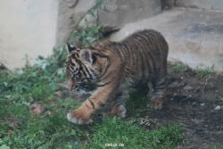 zoo-wuppertal-tschuna-daseep-01-064