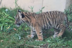 zoo-wuppertal-tschuna-daseep-01-065