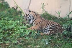 zoo-wuppertal-tschuna-daseep-01-066