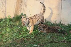 zoo-wuppertal-tschuna-daseep-01-067