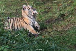 zoo-wuppertal-tschuna-daseep-01-069