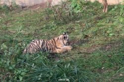zoo-wuppertal-tschuna-daseep-01-070