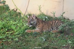 zoo-wuppertal-tschuna-daseep-01-071