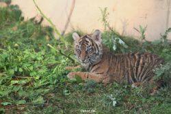 zoo-wuppertal-tschuna-daseep-01-072
