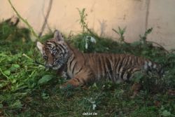 zoo-wuppertal-tschuna-daseep-01-073