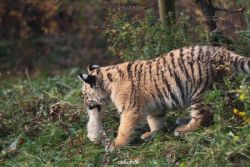 zoo-wuppertal-tschuna-daseep-01-074