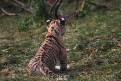 zoo-wuppertal-tschuna-daseep-01-075