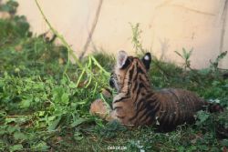 zoo-wuppertal-tschuna-daseep-01-076