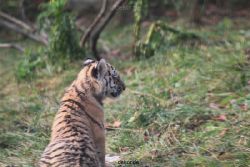 zoo-wuppertal-tschuna-daseep-01-077