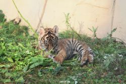 zoo-wuppertal-tschuna-daseep-01-078