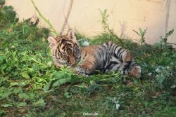 zoo-wuppertal-tschuna-daseep-01-079