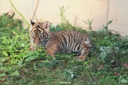 zoo-wuppertal-tschuna-daseep-01-080