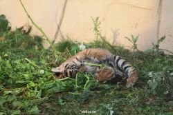zoo-wuppertal-tschuna-daseep-01-081