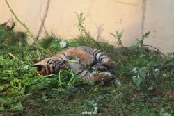 zoo-wuppertal-tschuna-daseep-01-082