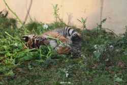 zoo-wuppertal-tschuna-daseep-01-083