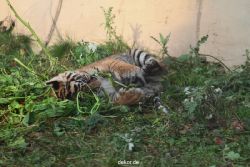 zoo-wuppertal-tschuna-daseep-01-085