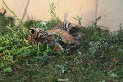 zoo-wuppertal-tschuna-daseep-01-086