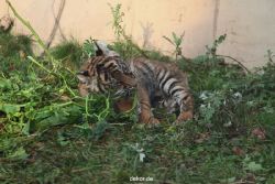 zoo-wuppertal-tschuna-daseep-01-087