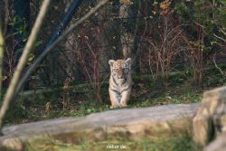 zoo-wuppertal-tschuna-daseep-01-090