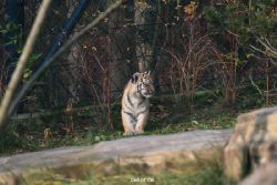 zoo-wuppertal-tschuna-daseep-01-091